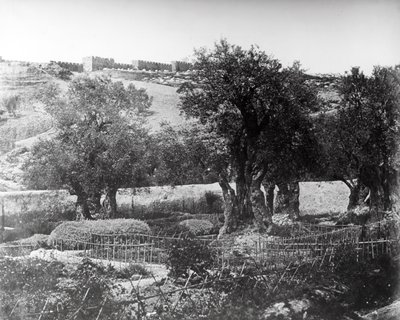 Gethsemane, 1857 von Felice Beato